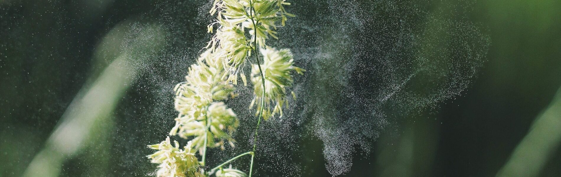 Cloud of pollen around a flower