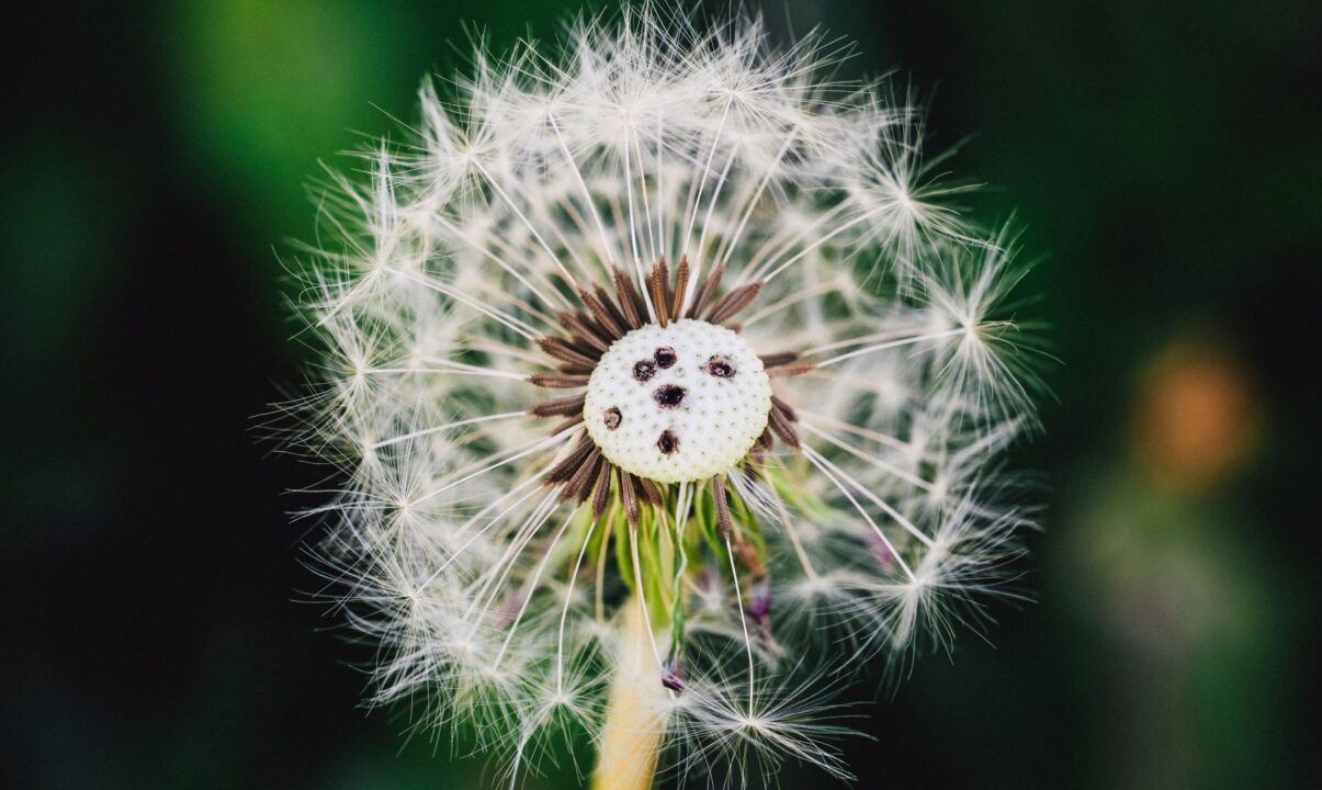 Dandelion seed head