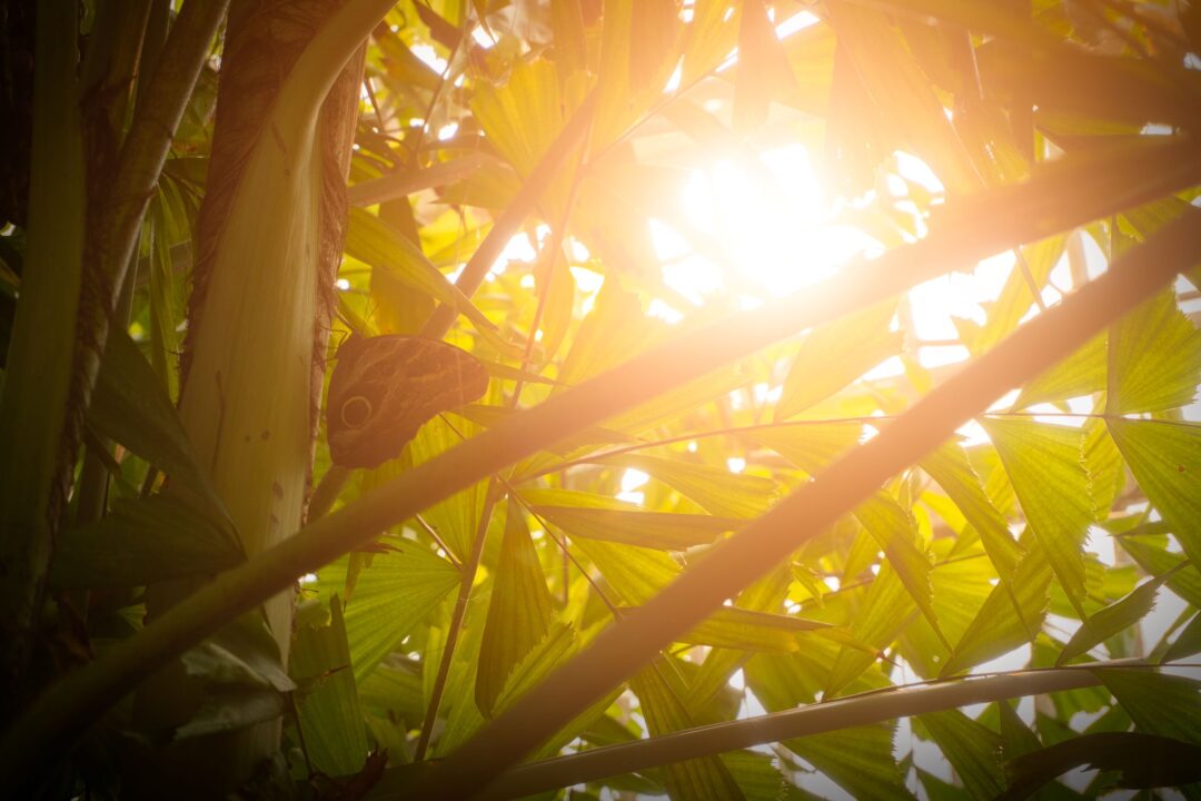 Sunlight through tree branches