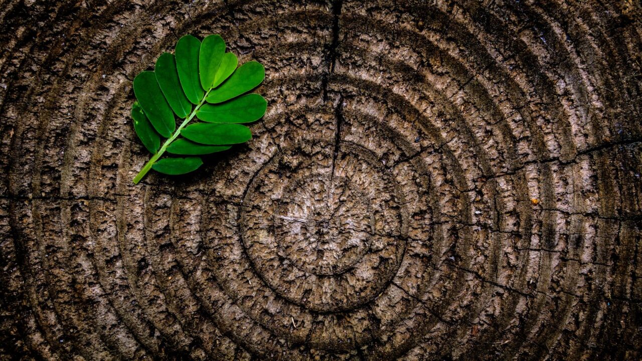 Cross section of a tree trunk showing rings, with a piece of green plant on the top