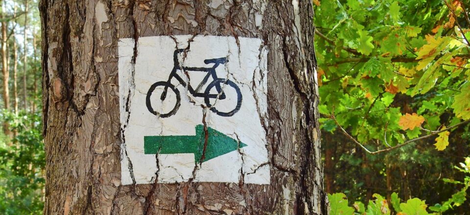 Cycle lane sign on a tree