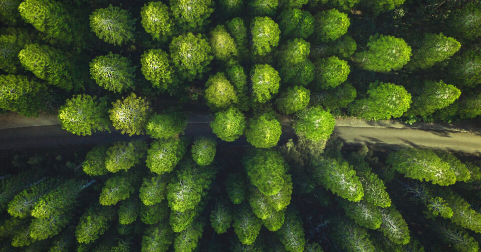 Aerial photo of trees