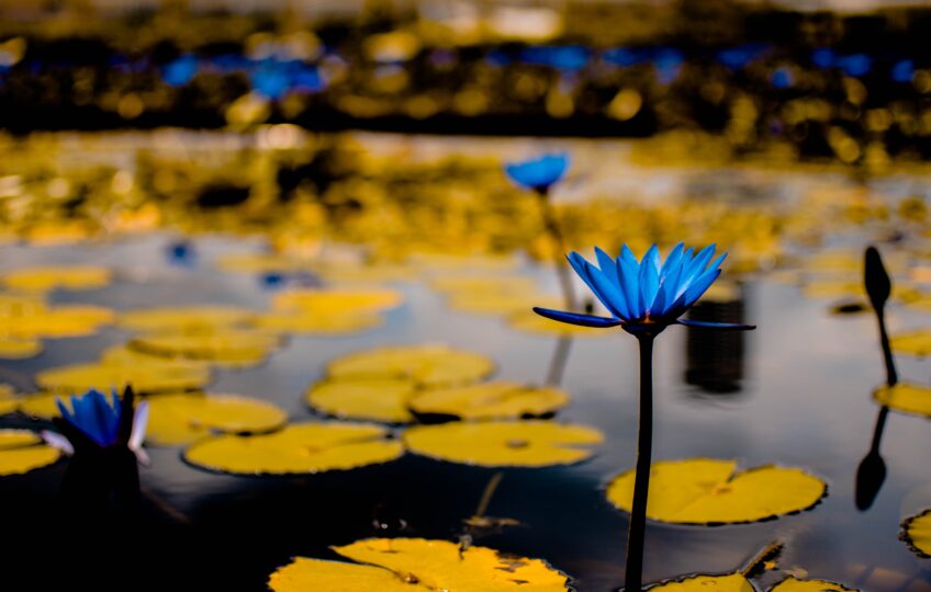 Lily pads and flowers on a still body of water