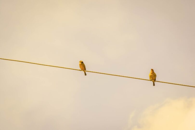 Two birds on a line