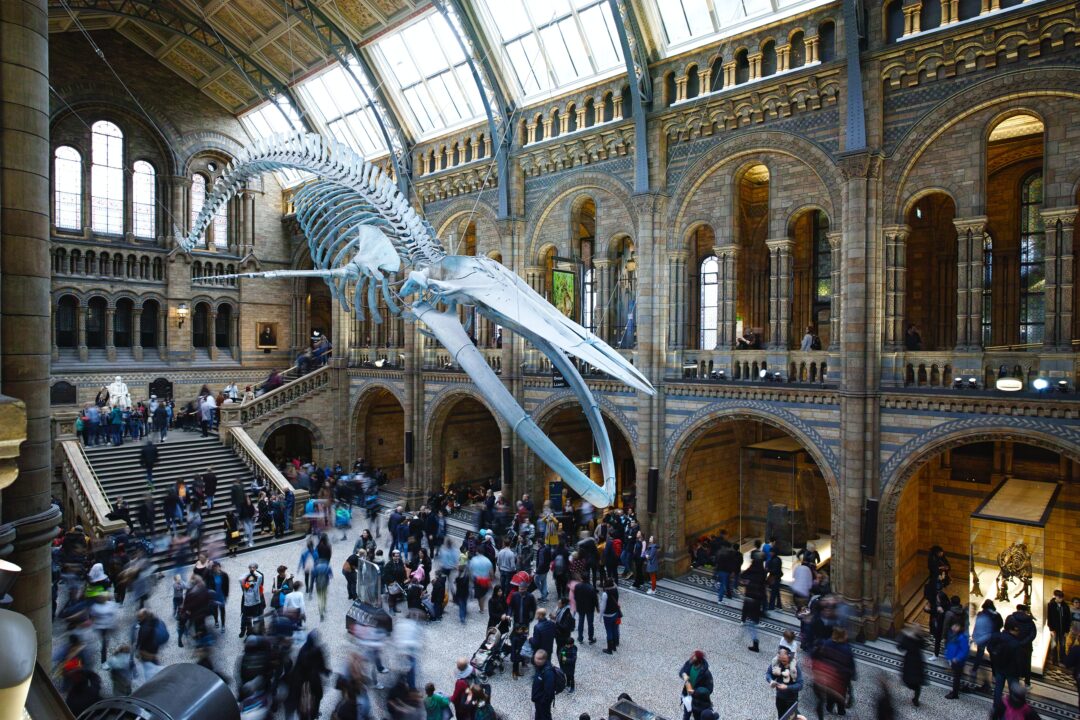 Natural History Museum main hall interior