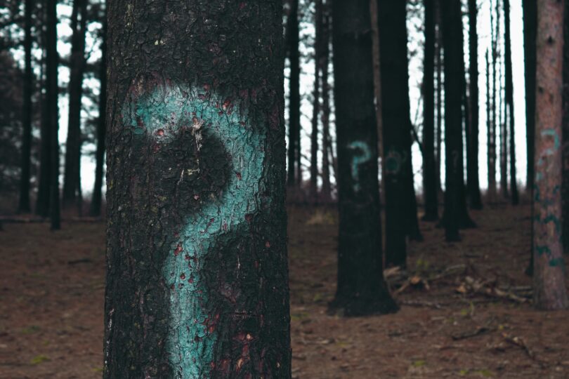 Trees with question marks painted onto their trunks