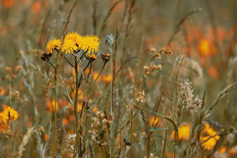 Wild flowers in a meadow