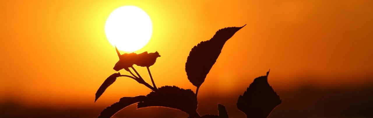 Silhouette of a plant in front of the sun