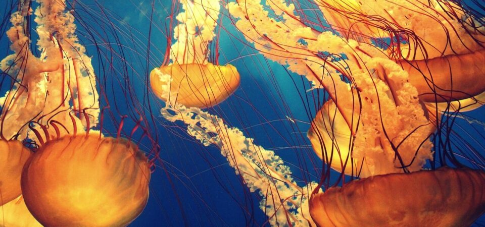 Jellyfish swiming