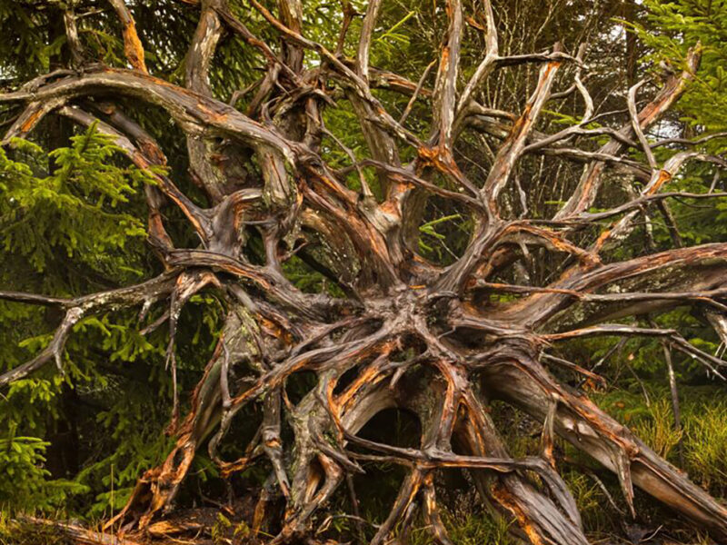 Root of a large tree fallen over