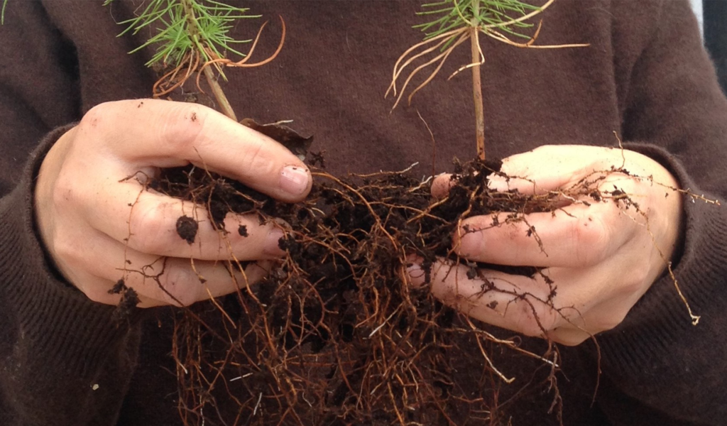 Tree roots, held up in hands with soil - Walking Forest