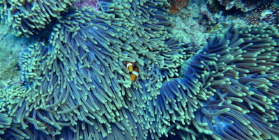 Two small clownfish in a reef