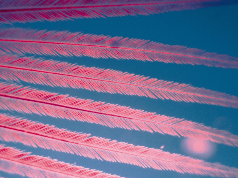 brightly coloured spikey leaves