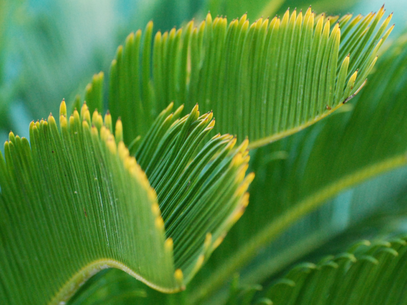 close up of green leaves with yellow tips