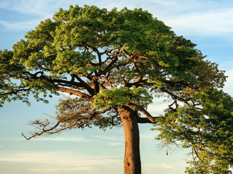 Large tree in landscape