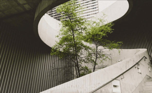 Tree in concrete stairwell