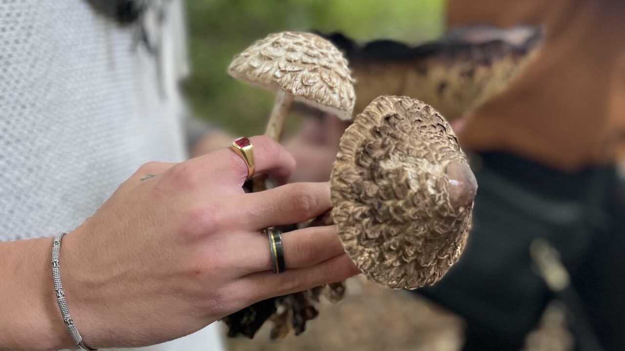 Person holding mushrooms