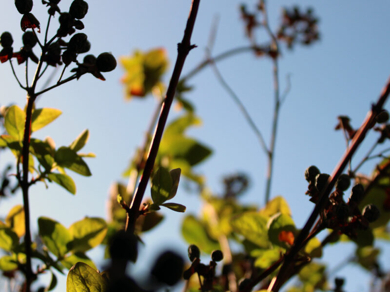 Yellow plants close up against blue sky.