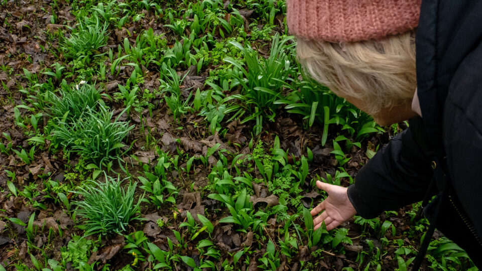 A person reaching down to the ground touching some newly sprouting green plants coming through the earth