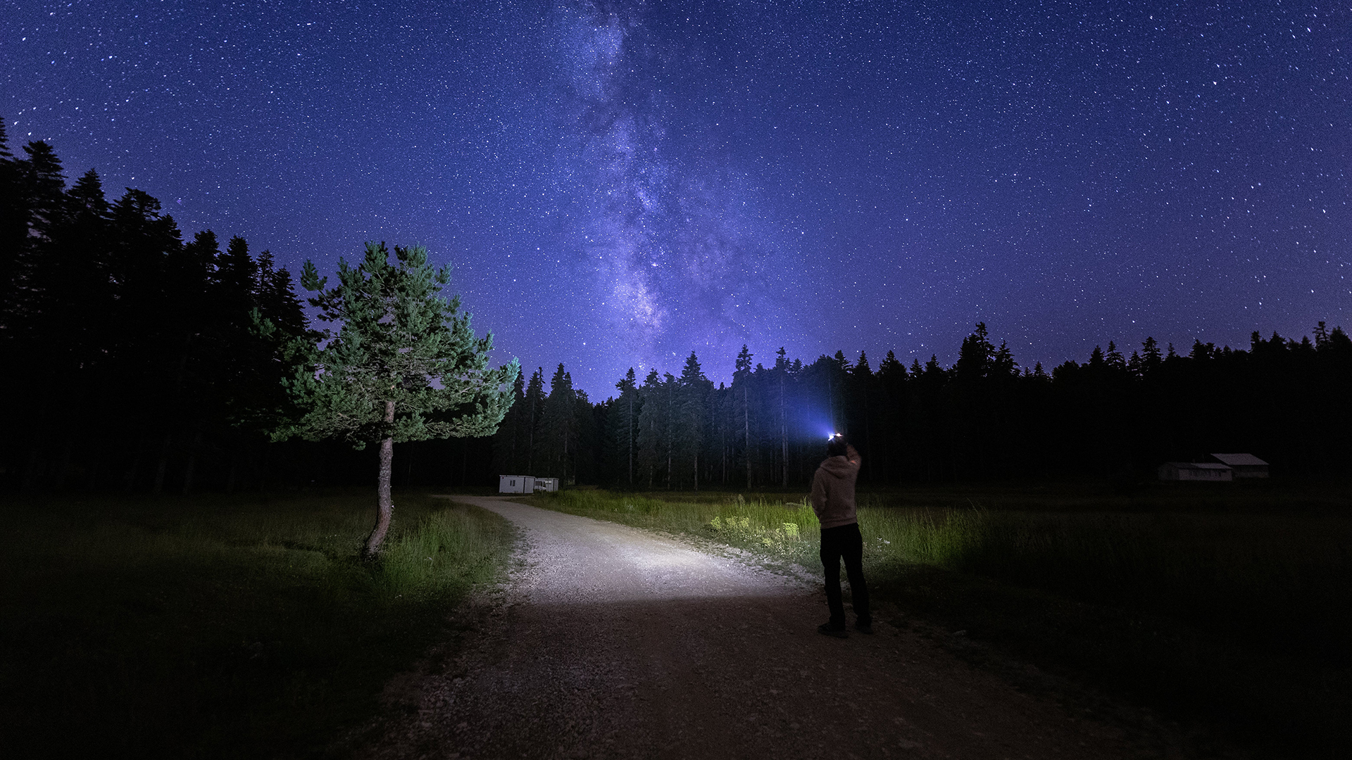 Person holding phone up to a starry night sky