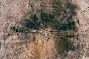 Tree rings with grubby stains