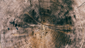 Tree stump rings