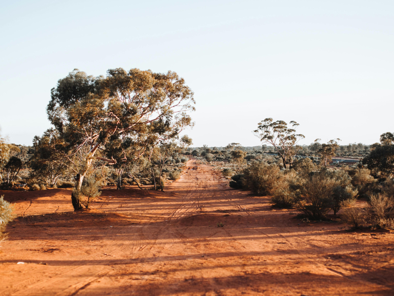 Exotic trees growing in national park on sunny day