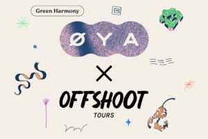 Øyafestivalen and Offshoot Tours social asset design