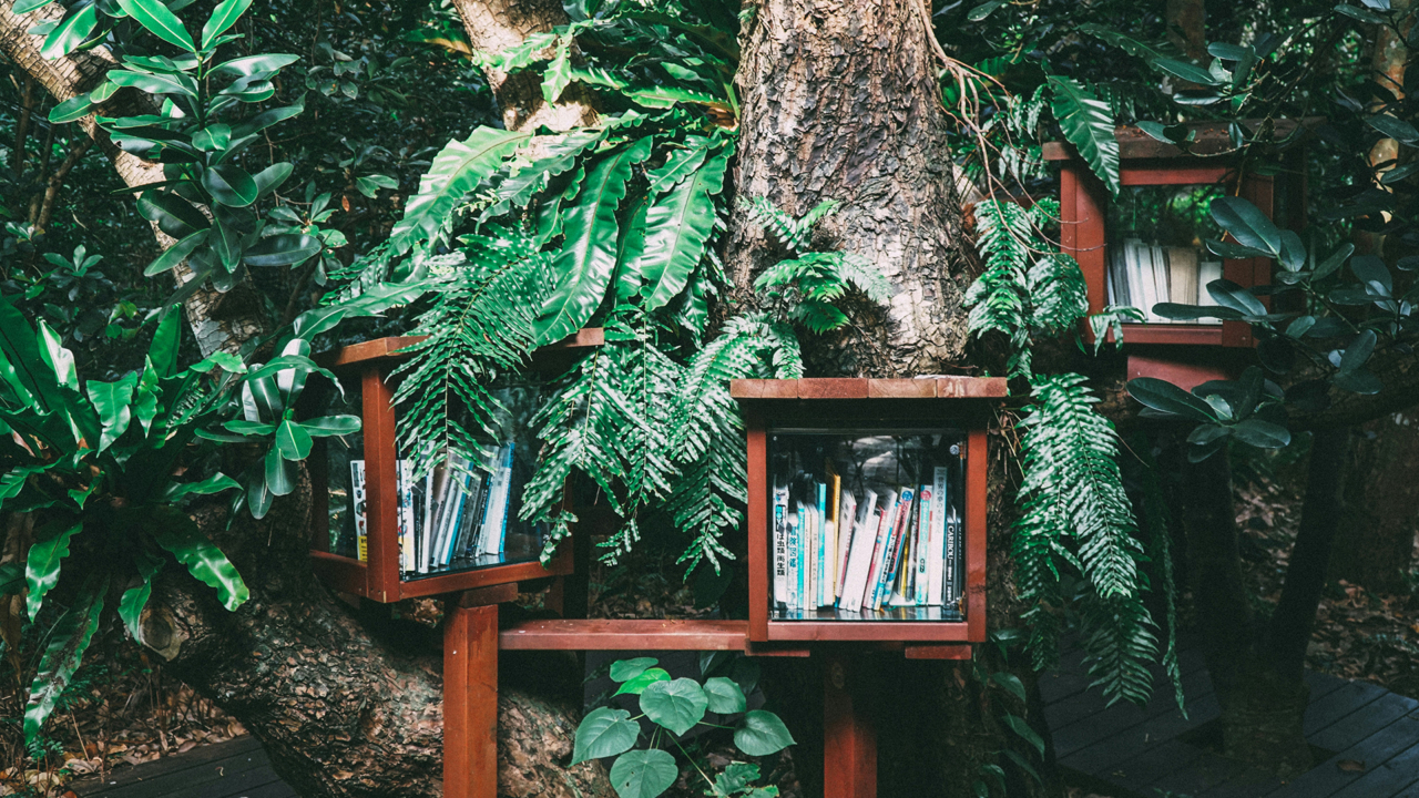 Several books on wooden shelves, the shelves are on a tree outdoors surrounded by foliage