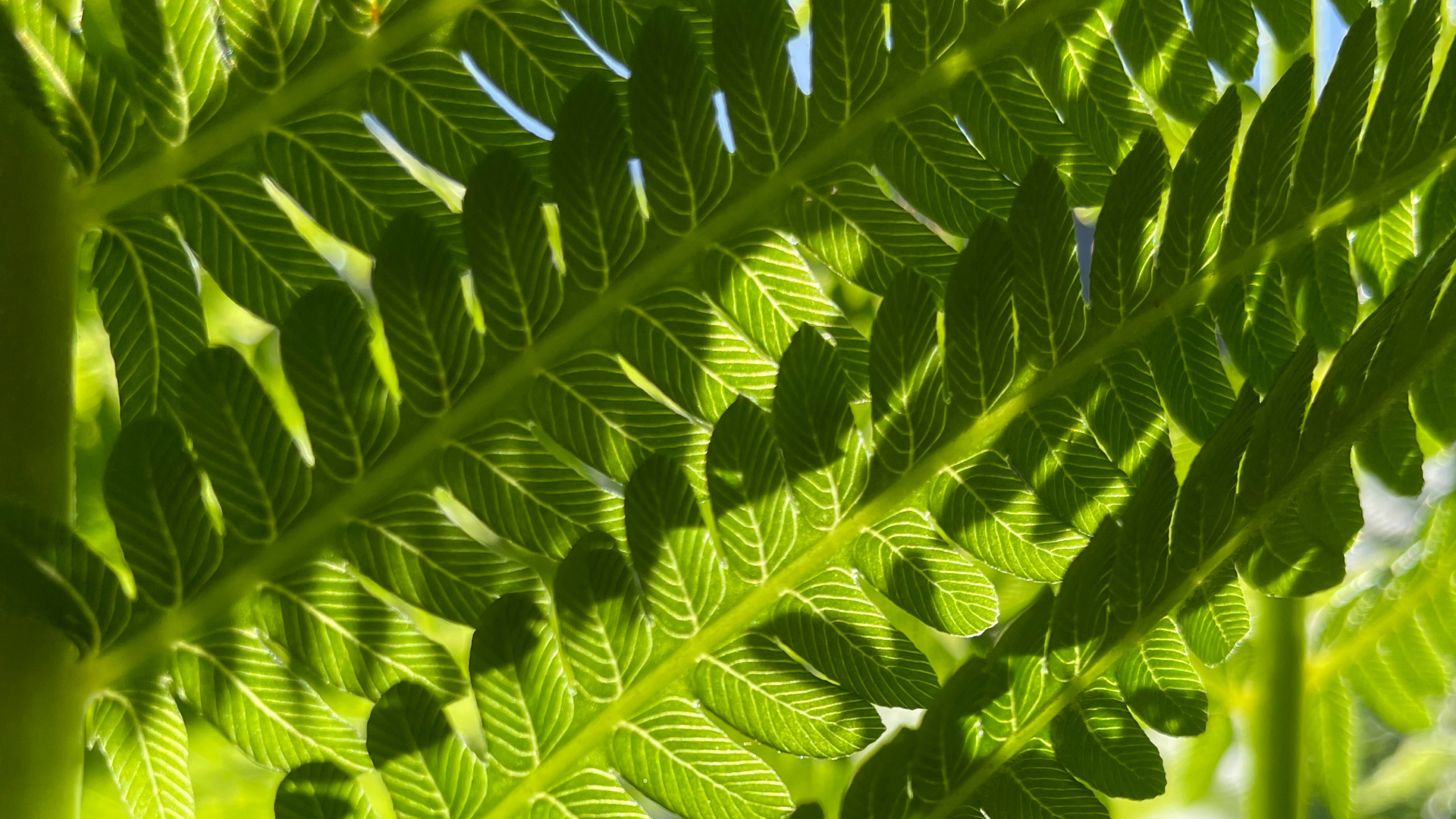 Some fern leaves with light shining through them