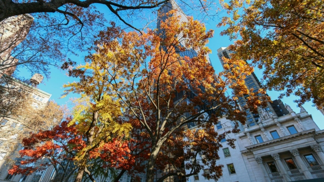 Autumn tree leaves with building in background