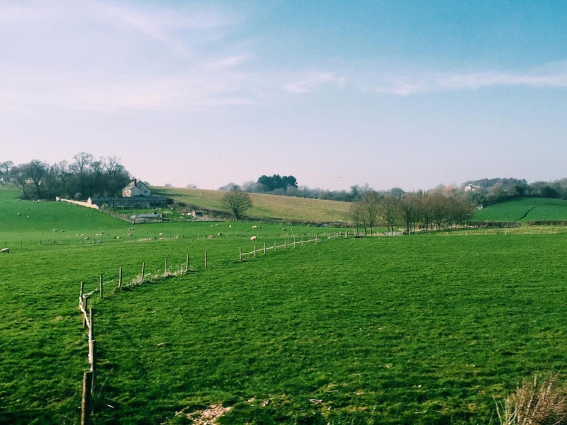 Grassy meadow with fence and trees near house in countryside