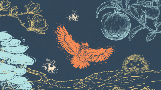 Illustration in lino cut style featuring a owl flying, a hedgehog peeking over a mount, some fruit hanging from a branch and mushrooms and a swarm of bees.