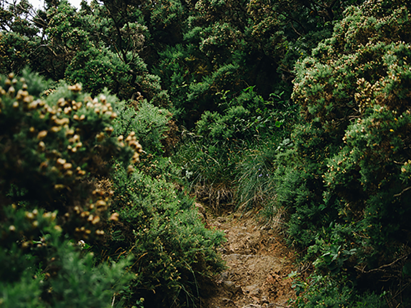 Green Hallway to the top