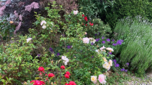 lots of flowers and rose bushes