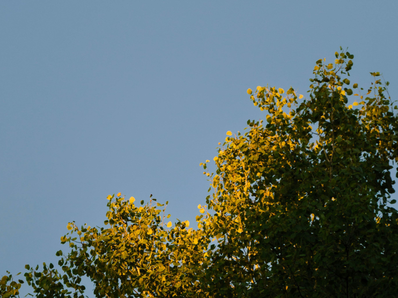 Sunlit Forest Canopy in Quebec at Sunset